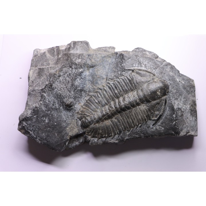 Olenoides suberbus - Cambrian - Marjum formation - Millard County, Utah - USA
