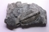 Olenoides suberbus - Cambrian - Marjum formation - Millard County, Utah - USA