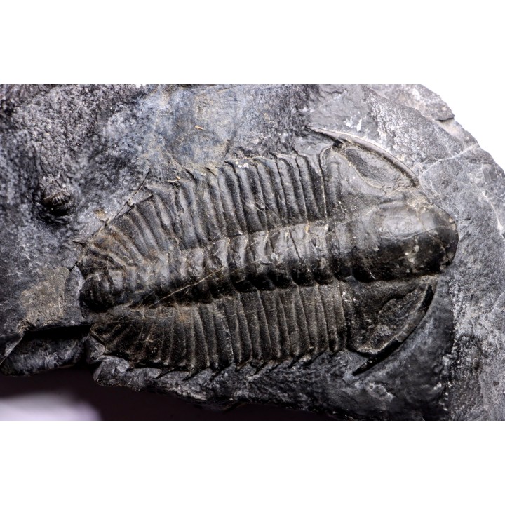 Olenoides suberbus - Cambrian - Marjum formation - Millard County, Utah - USA