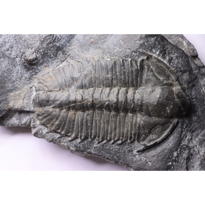 Olenoides suberbus - Cambrian - Marjum formation - Millard County, Utah - USA