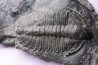 Olenoides suberbus - Cambrian - Marjum formation - Millard County, Utah - USA