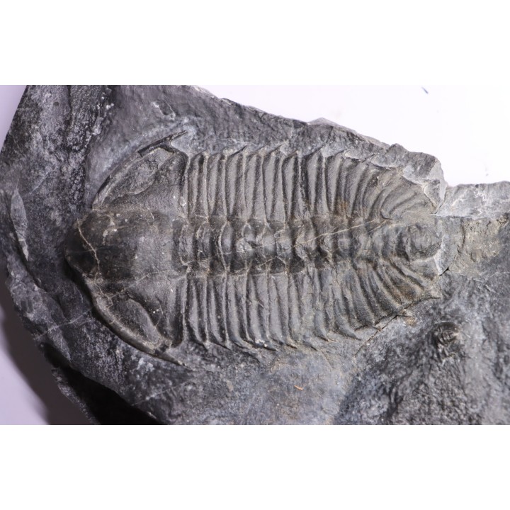 Olenoides suberbus - Cambrian - Marjum formation - Millard County, Utah - USA