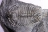 Olenoides suberbus - Cambrian - Marjum formation - Millard County, Utah - USA
