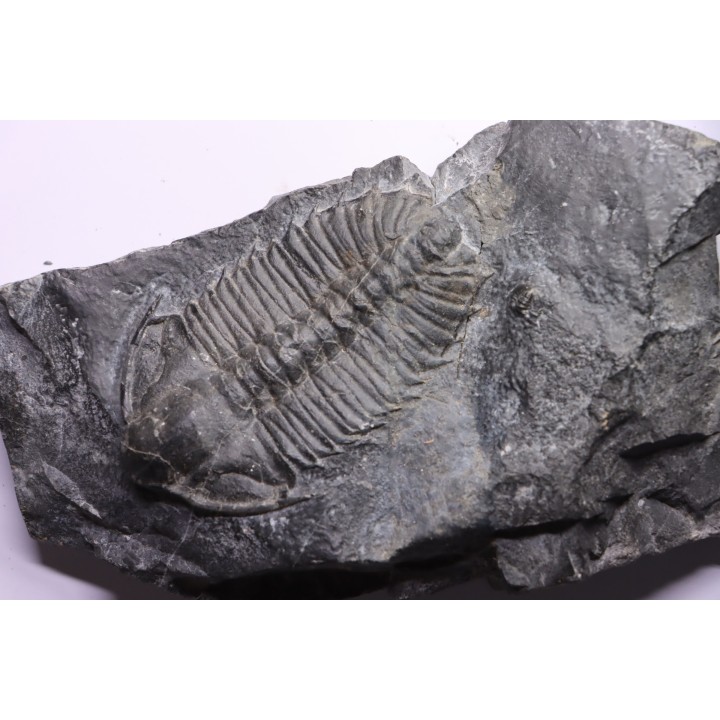 Olenoides suberbus - Cambrian - Marjum formation - Millard County, Utah - USA