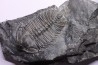 Olenoides suberbus - Cambrian - Marjum formation - Millard County, Utah - USA