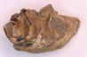 Lophiodon sp. - Lutétien - Robiac, France