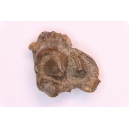 Lophiodon sp. - Lutétien - Robiac, France