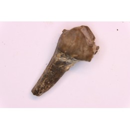 Lophiodon sp. - Lutétien - Robiac, France