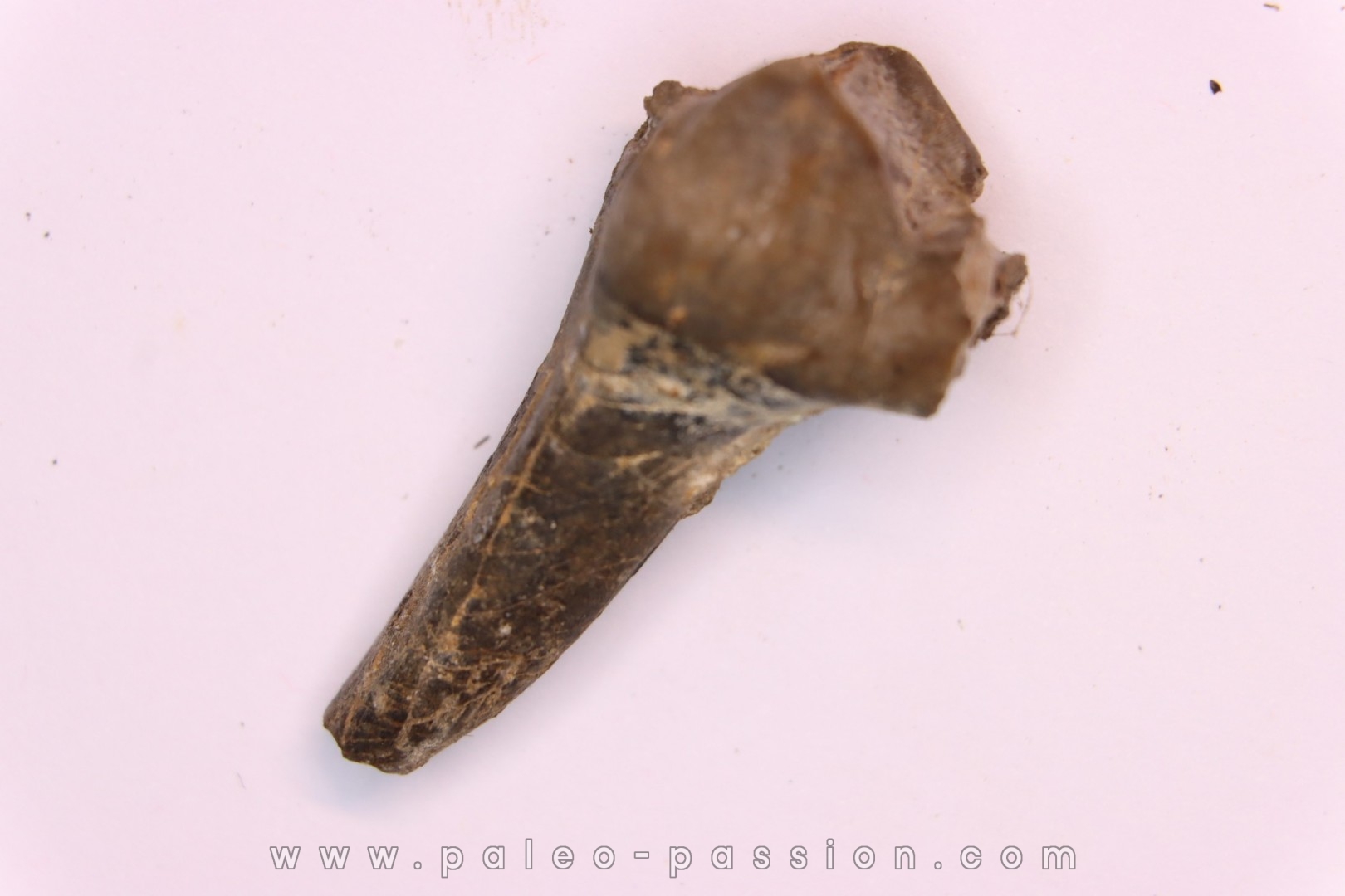 Lophiodon sp. - Lutétien - Robiac, France