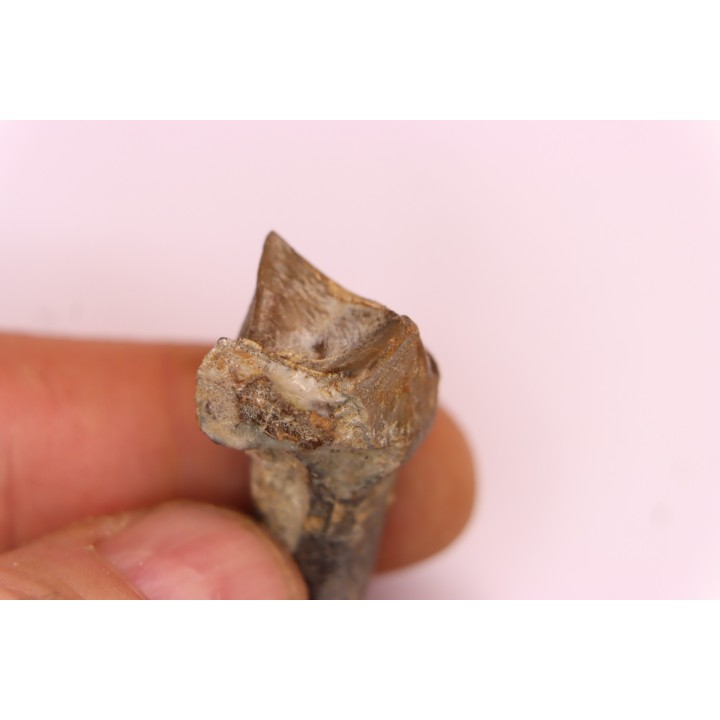 Lophiodon sp. - Lutétien - Robiac, France
