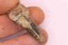 Lophiodon sp. - Lutétien - Robiac, France