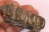 Lophiodon sp. - Lutétien - Robiac, France