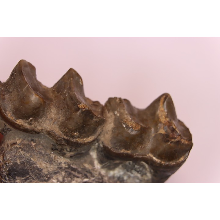 Lophiodon sp. - Lutétien - Robiac, France
