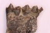 Lophiodon sp. - Lutétien - Robiac, France