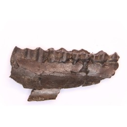 Palaeotherium medium - Lutetian - Sainte Radegonde, France
