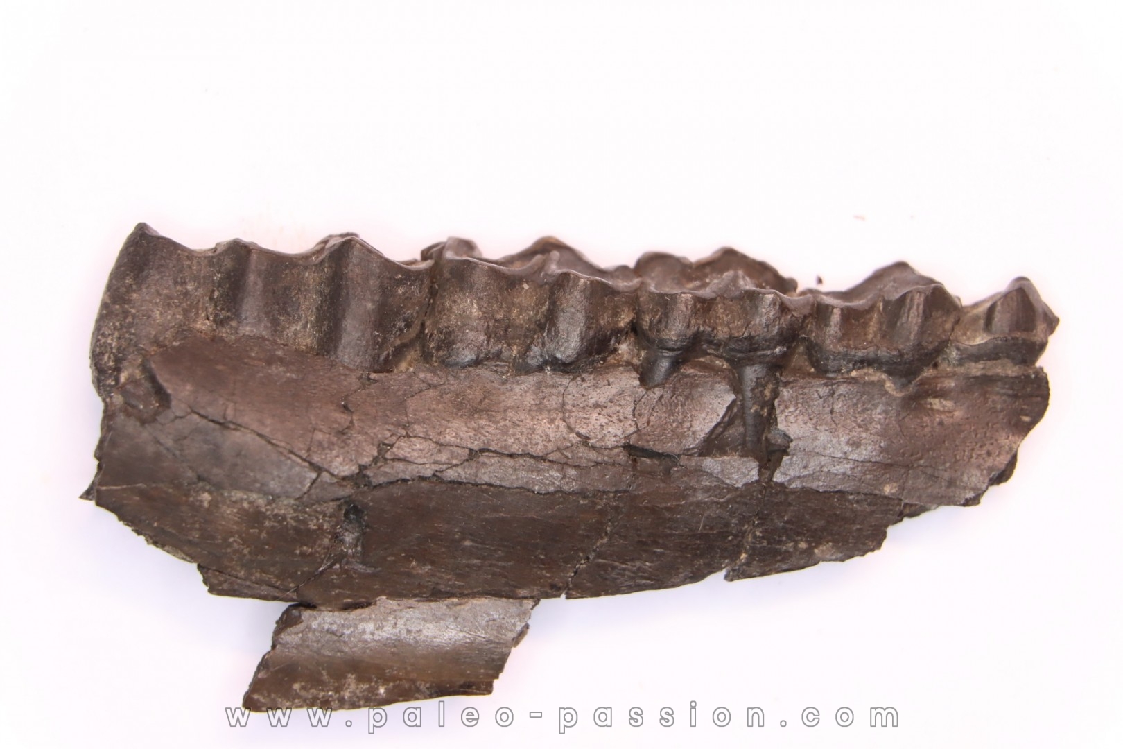 Palaeotherium medium - Lutetian - Sainte Radegonde, France