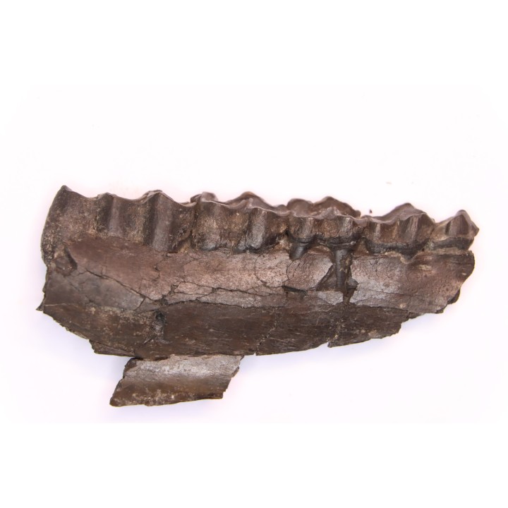 Palaeotherium medium - Lutetian - Sainte Radegonde, France