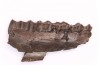Palaeotherium medium - Lutétien - Sainte Radegonde, France