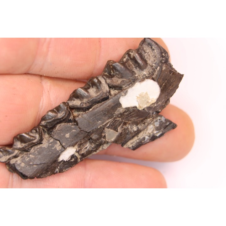 Palaeotherium medium - Lutetian - Sainte Radegonde, France