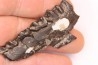 Palaeotherium medium - Lutetian - Sainte Radegonde, France