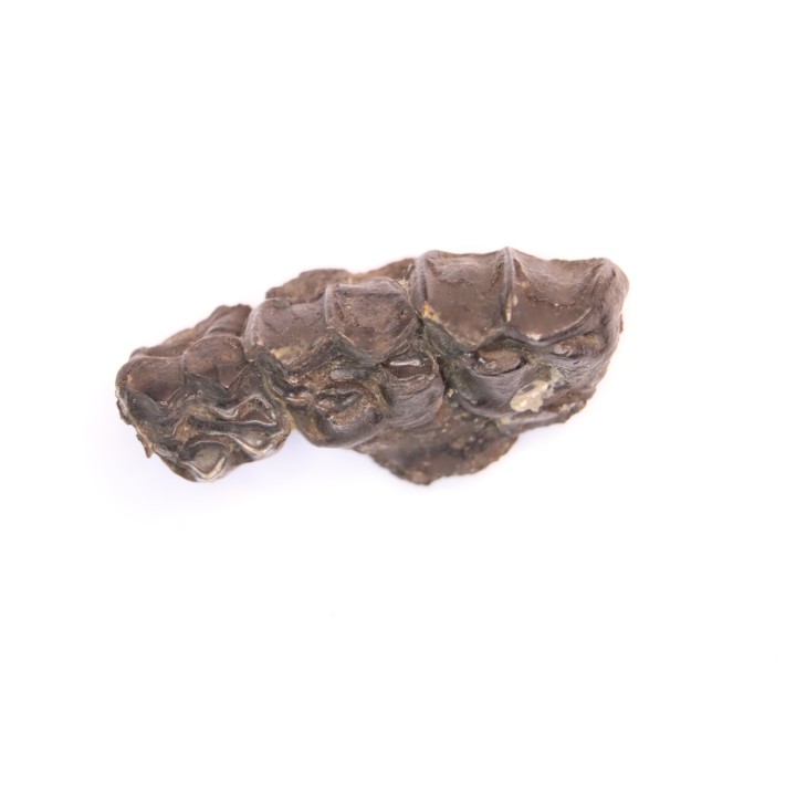 Palaeotherium medium -  Lutétien - Sainte Radegonde, France