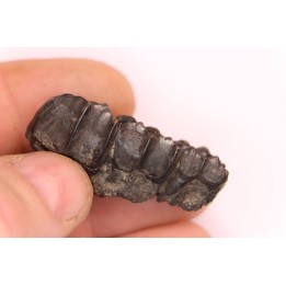 Palaeotherium medium - Lutetian - Sainte Radegonde, France