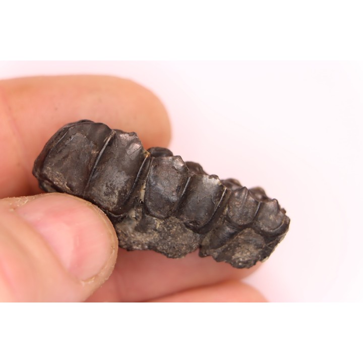 Palaeotherium medium -  Lutétien - Sainte Radegonde, France