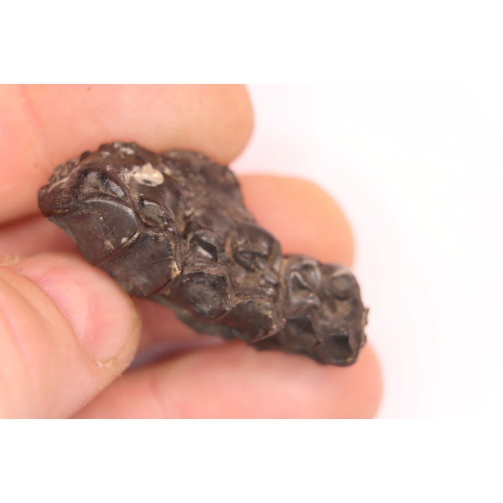 Palaeotherium medium -  Lutétien - Sainte Radegonde, France