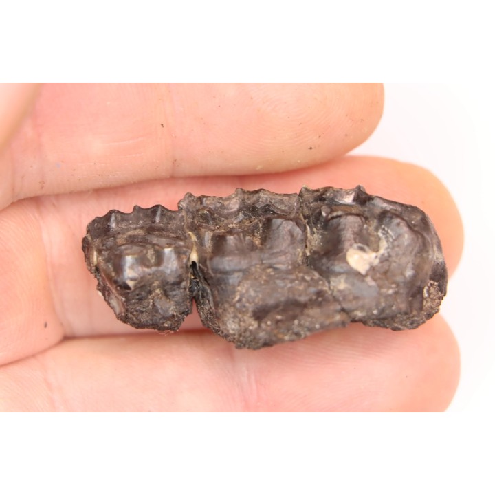 Palaeotherium medium -  Lutétien - Sainte Radegonde, France