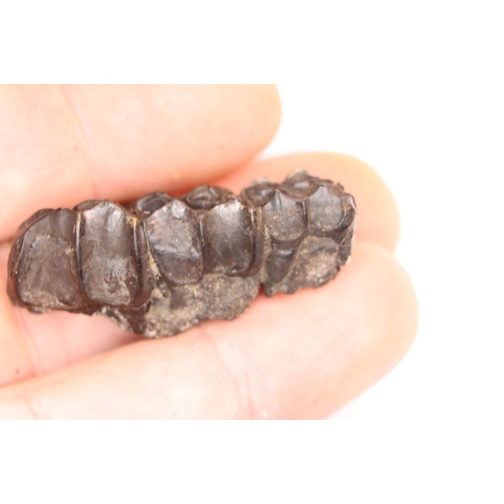 Palaeotherium medium -  Lutétien - Sainte Radegonde, France