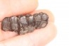 Palaeotherium medium - Lutetian - Sainte Radegonde, France