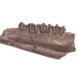 Palaeotherium medium - Lutetian - Sainte Radegonde, France