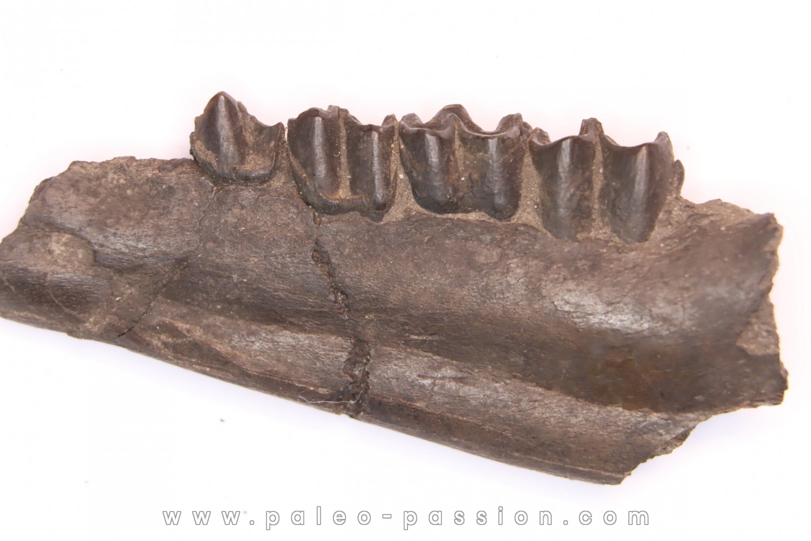 Palaeotherium medium - Lutétien - Sainte Radegonde, France