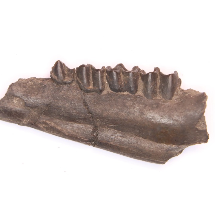 Palaeotherium medium - Lutetian - Sainte Radegonde, France