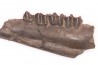 Palaeotherium medium - Lutétien - Sainte Radegonde, France
