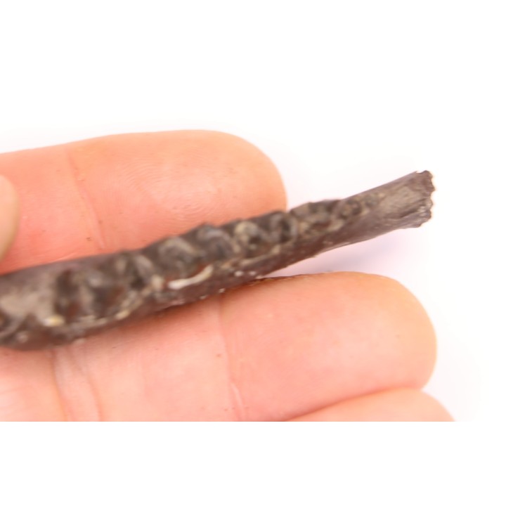Palaeotherium medium - Lutetian - Sainte Radegonde, France