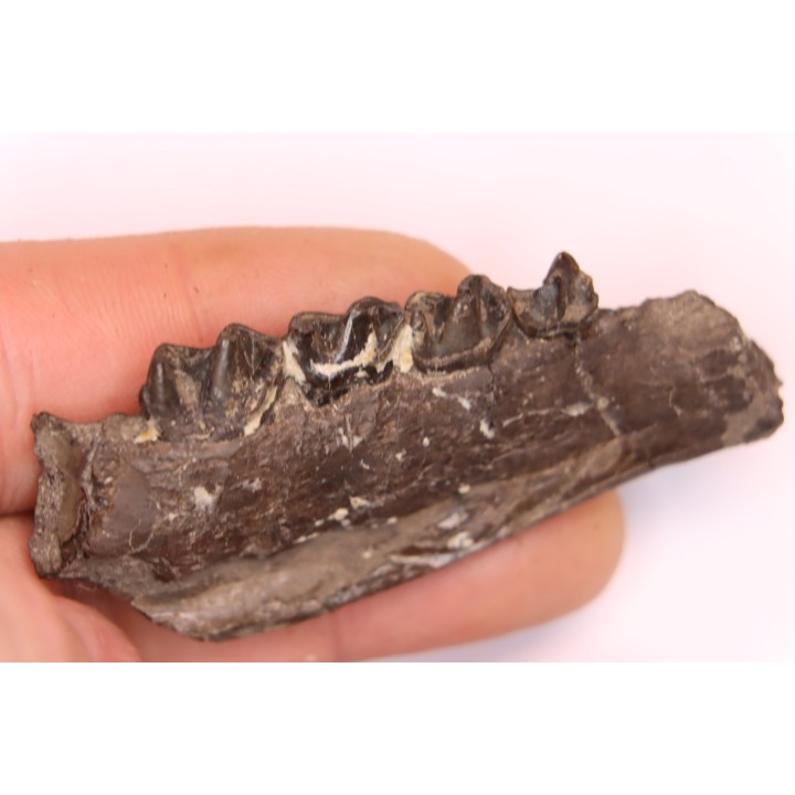 Palaeotherium medium - Lutetian - Sainte Radegonde, France