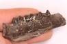 Palaeotherium medium - Lutétien - Sainte Radegonde, France