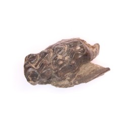 Palaeotherium medium - Lutetian - Sainte Radegonde, France
