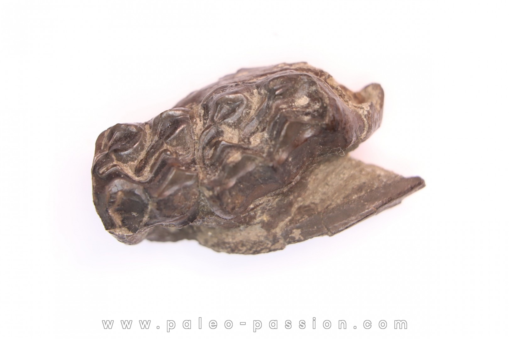 Palaeotherium medium - Lutétien - Sainte Radegonde, France