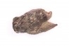 Palaeotherium medium - Lutétien - Sainte Radegonde, France