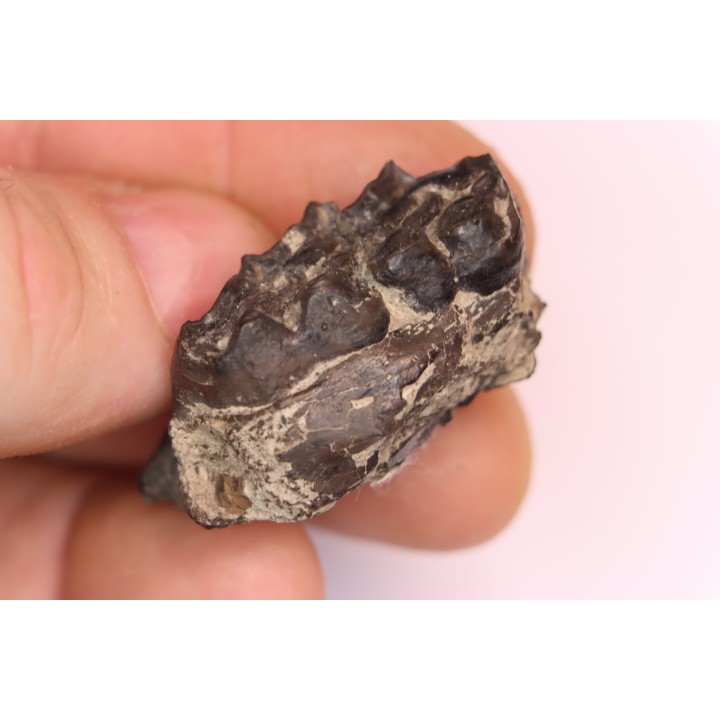 Palaeotherium medium - Lutetian - Sainte Radegonde, France