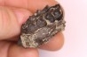 Palaeotherium medium - Lutetian - Sainte Radegonde, France