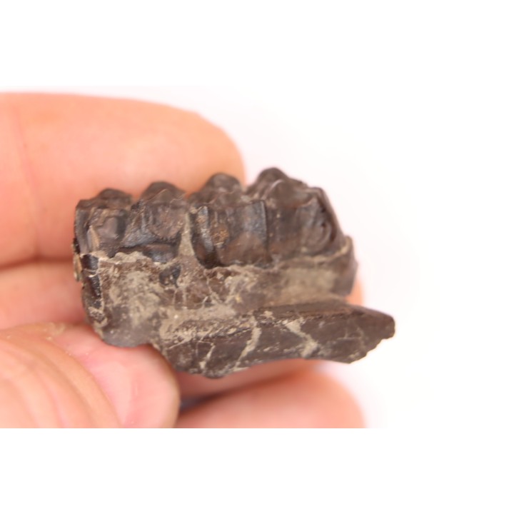 Palaeotherium medium -  Lutétien - Sainte Radegonde, France
