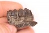 Palaeotherium medium - Lutetian - Sainte Radegonde, France