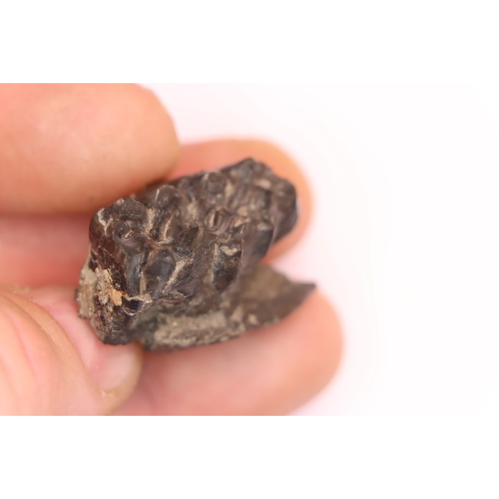 Palaeotherium medium -  Lutétien - Sainte Radegonde, France