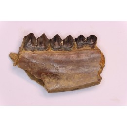 Palaeotherium medium - Lutetian - Sainte Radegonde, France