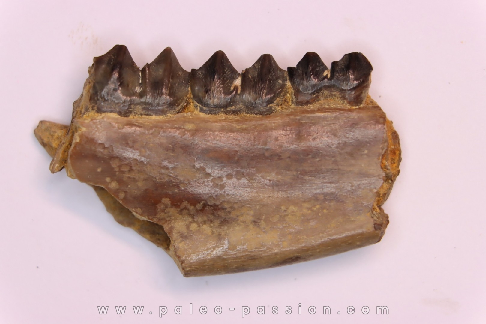 Palaeotherium medium - Lutétien - Sainte Radegonde, France