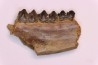 Palaeotherium medium - Lutétien - Sainte Radegonde, France