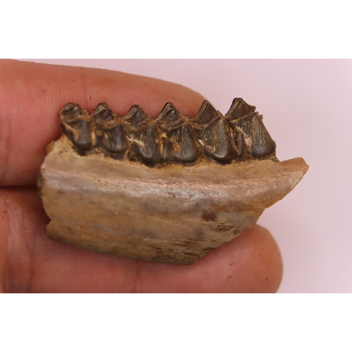 Palaeotherium medium - Lutetian - Sainte Radegonde, France